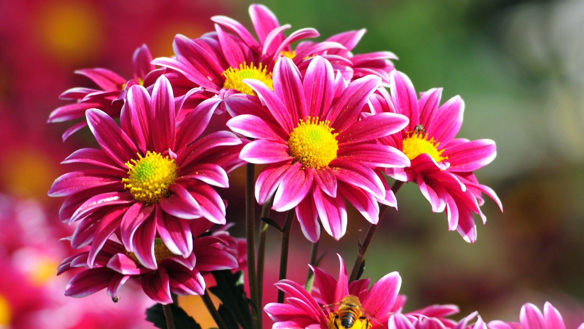flowernest header